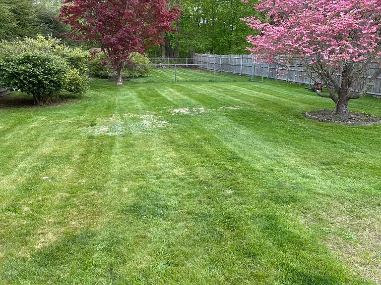 back yard