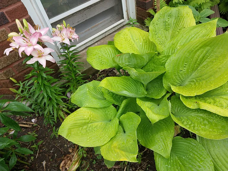 Lilies, Elephant's Ear