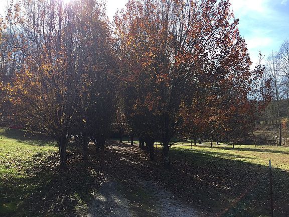 Driveway lined by trees