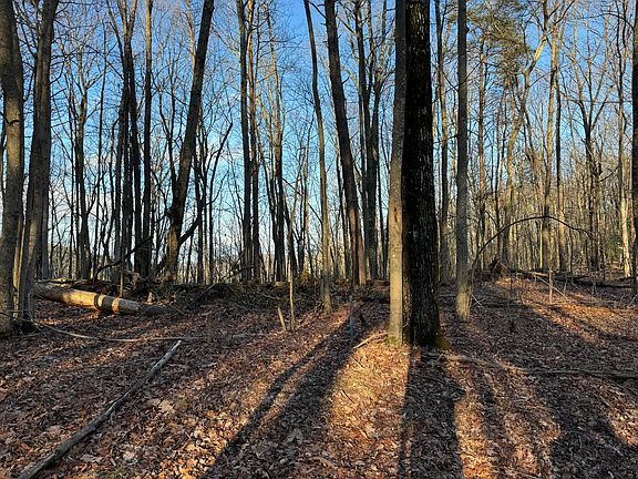 2nd image of 0 Shivas Crest Crst #70B