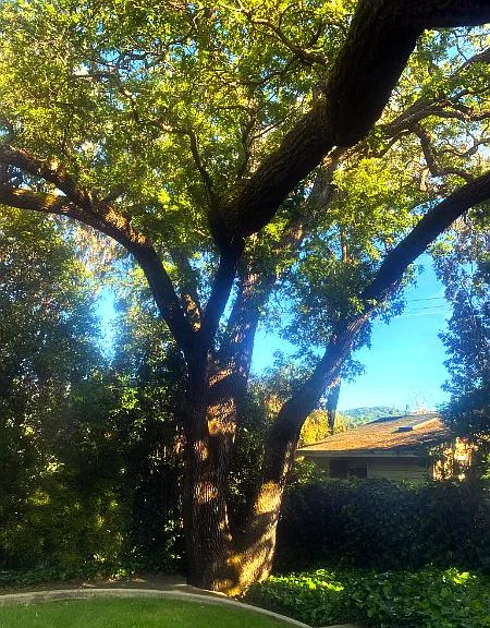 Your view of the beautiful Valley Oak tree.