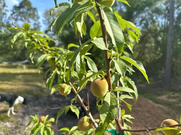 10330 Weatherby Ave, Hastings, FL 32145