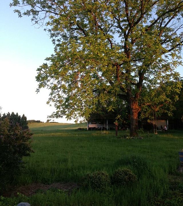 A view of the backyard