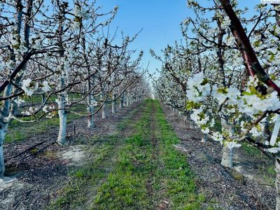 E Terril Rd, Kennewick, WA, 99337
