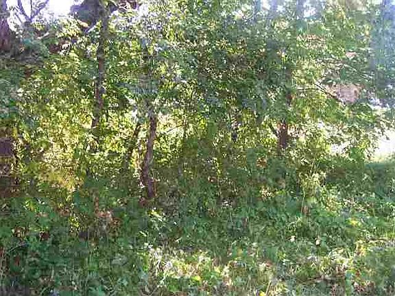 5th image of 9A Pine Ct #33
