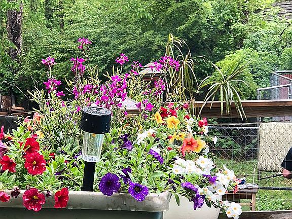 Flowers on pool deck