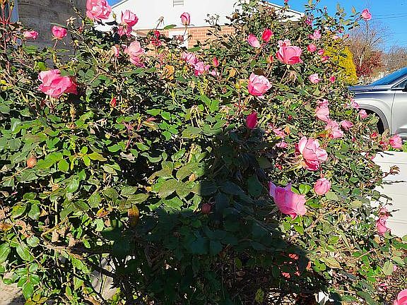 Rose Bush in front of the House
