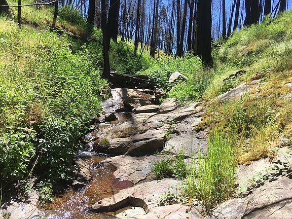 overgrown, needs work