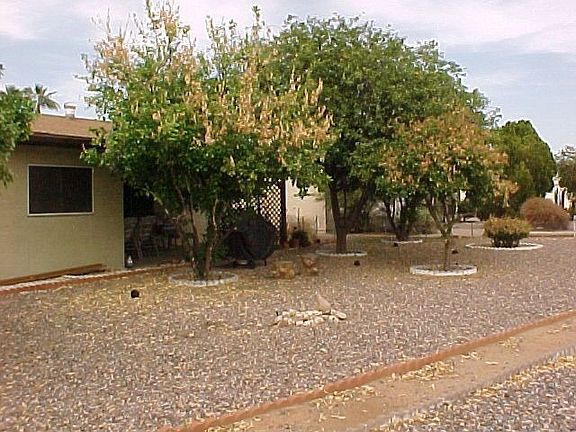 Back yard