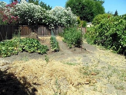 Back Yard (former tenants garden), bring your Green Thumb and make it yours!