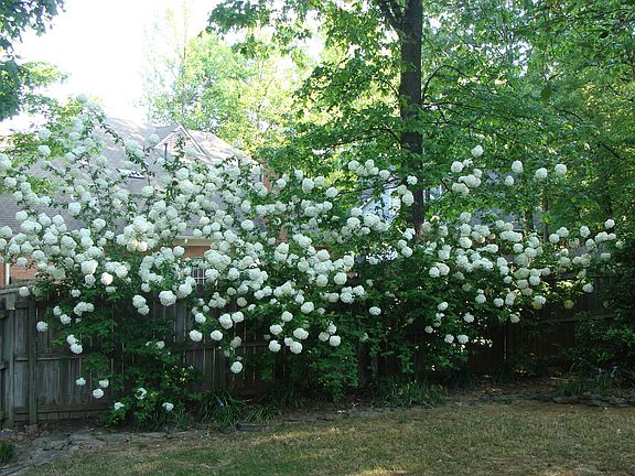 Backyard blooms in Spring
