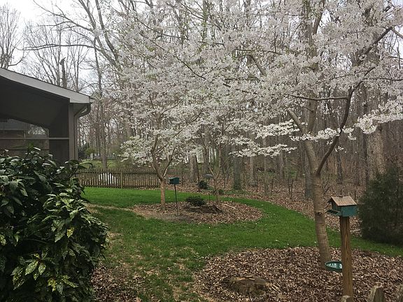 Cherry Trees in backyard