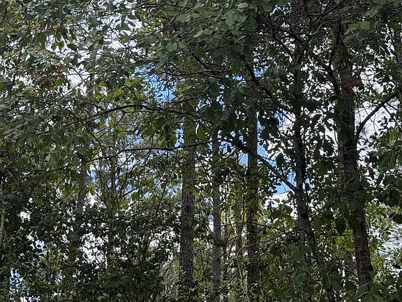 5th image of 34125 Lloyd Mill Rd