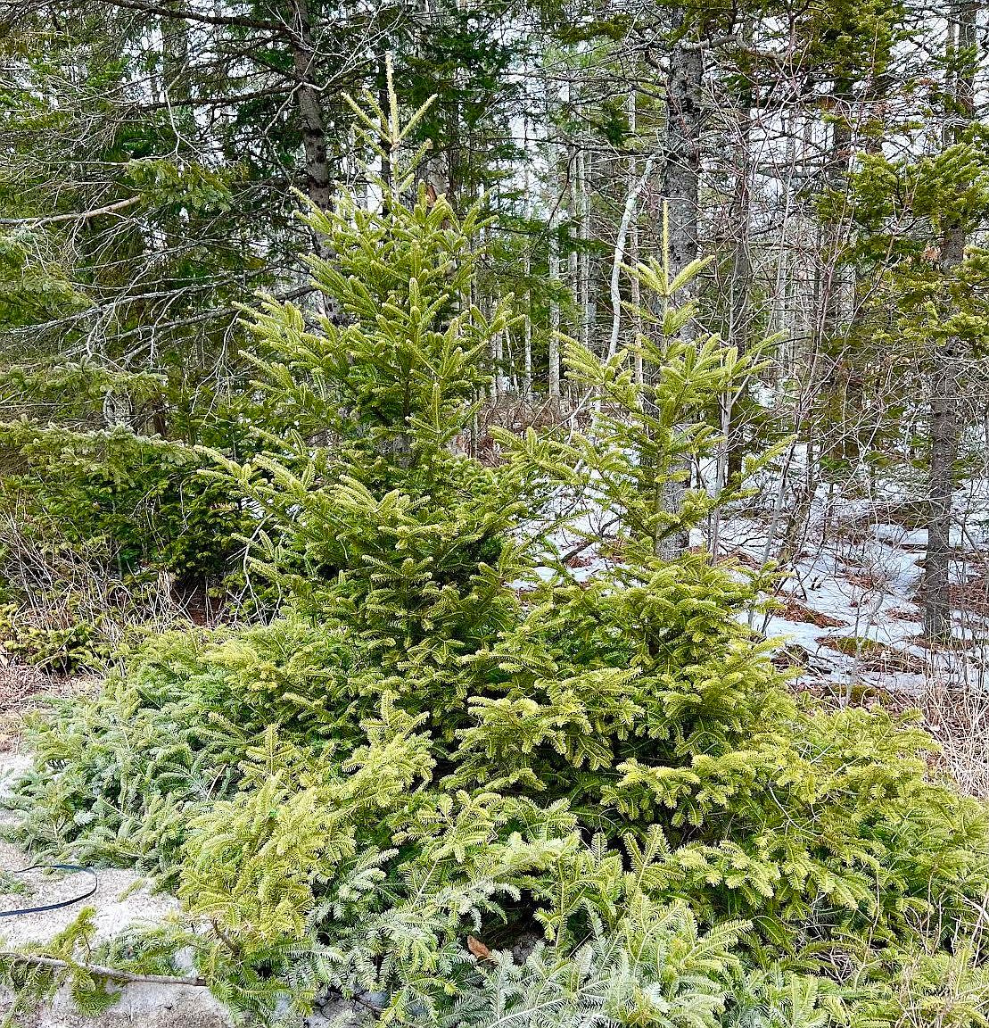 Lot 4 High Street, Ellsworth, ME 04605 Zillow