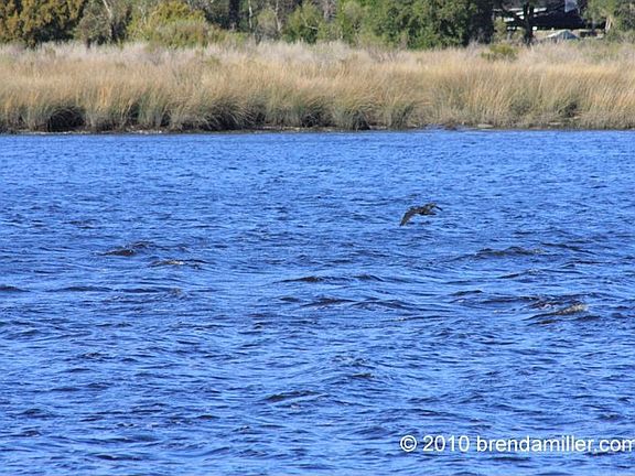 North Jacksonville Florida