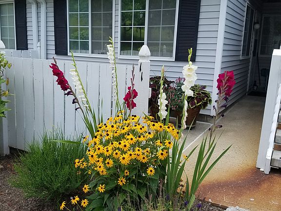 Front Patio Flowers