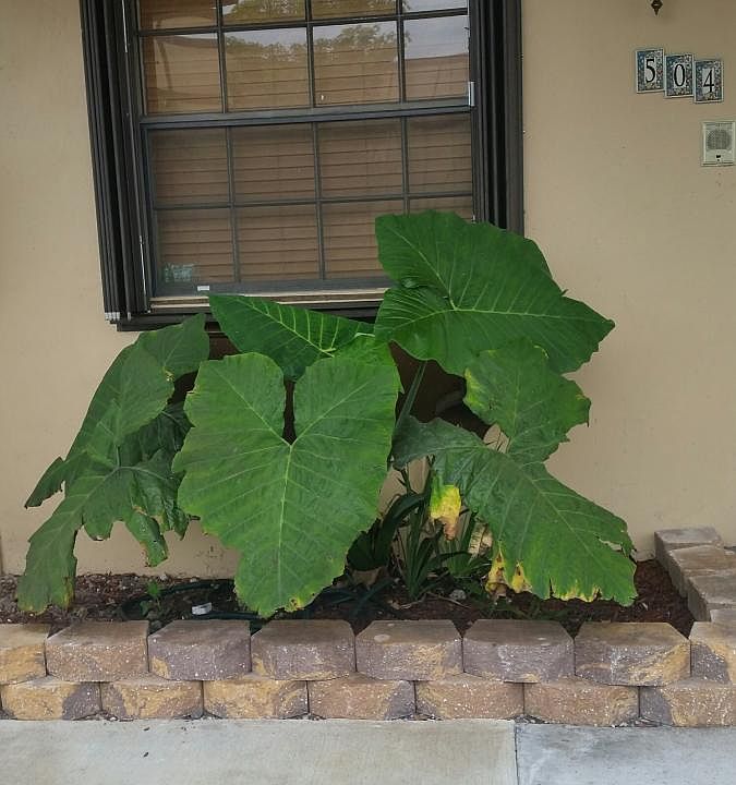 Front Door Area