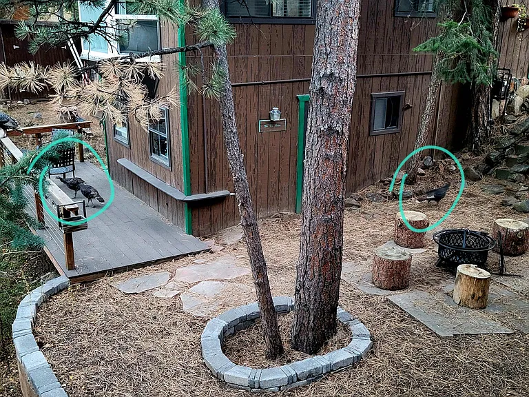 This is the firepit area between the two homes, with some turkey visitors.