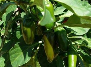 1681 Prochnow Rd, Dripping Springs, TX 78620