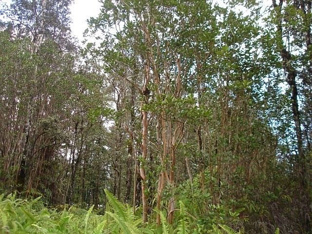 2nd image of Road 2 Lot 2936