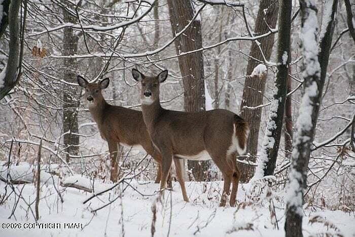 1st image of 1065 Stag Run #1614