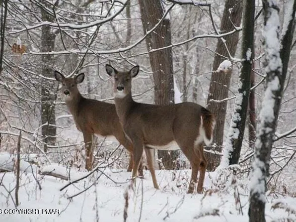 1065 Stag Run #1614, Pocono Lake, PA 18347