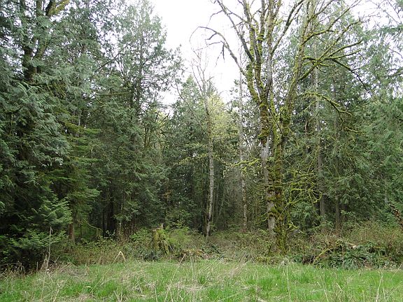 maples, cedars, hemlock...