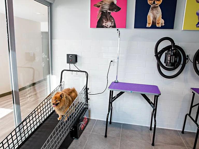 WAG pet spa