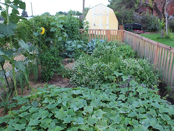 Vegetable Garden
