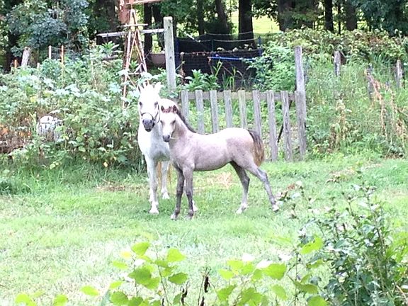 ponies in the garden