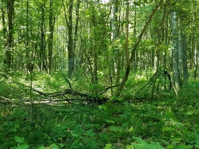 0 Tinker Ridge Rd, Ohiopyle, PA, 15470