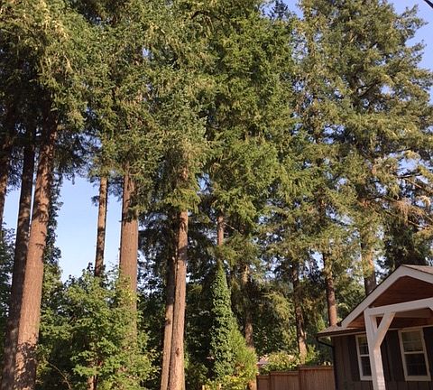 Trees & Gated Drive to Shop