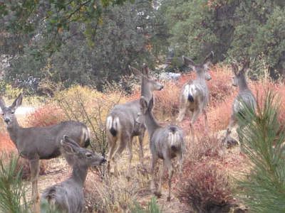Oh My, Wildlife all around