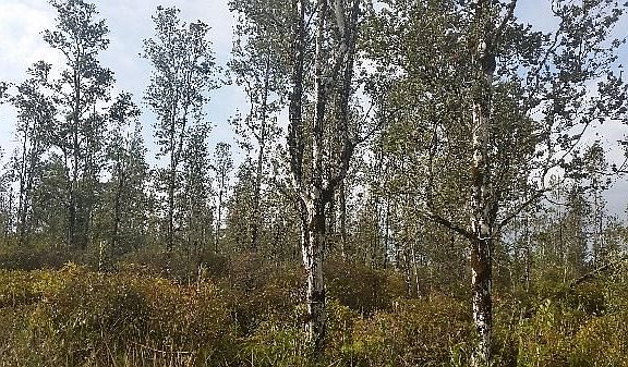 5th image of 24th Ave Lot 96