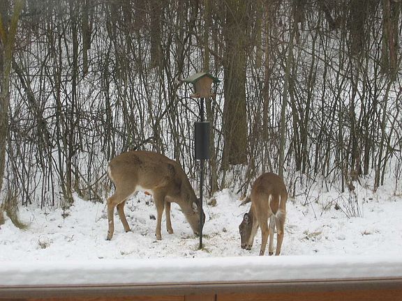 View from dinner room area