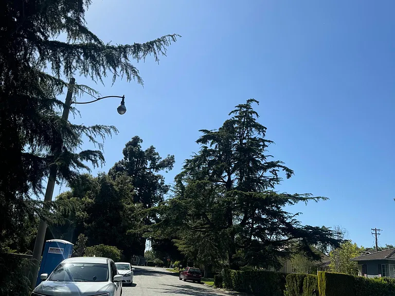 Deodar Cir — Photo 5