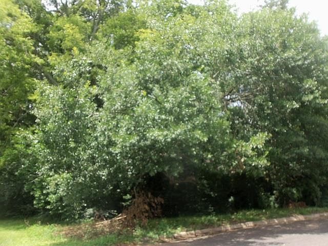 1st image of 3411 Larkspur Ln