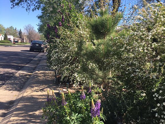 street view, spirea flowers