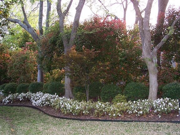 Azaleas Beginning to Bloom
