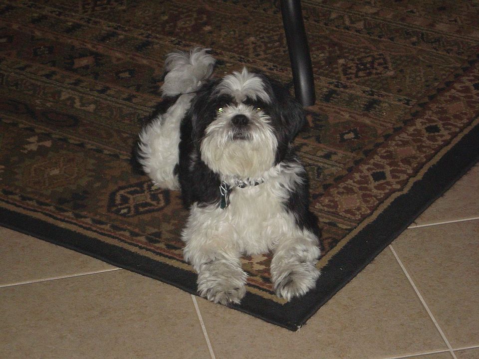 Spanky (guard dog)