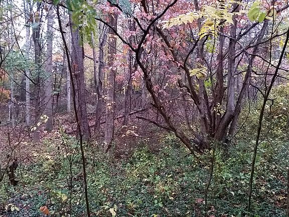 View from carport.