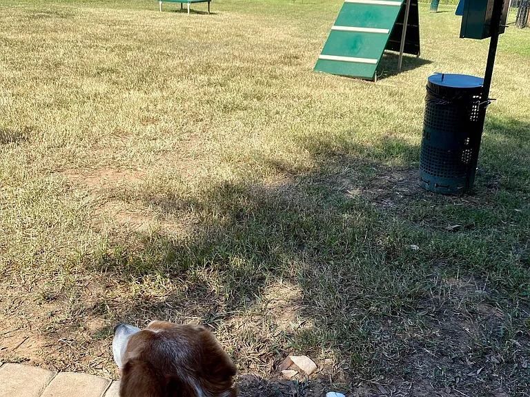 Lucky Dog at Wiggly Field