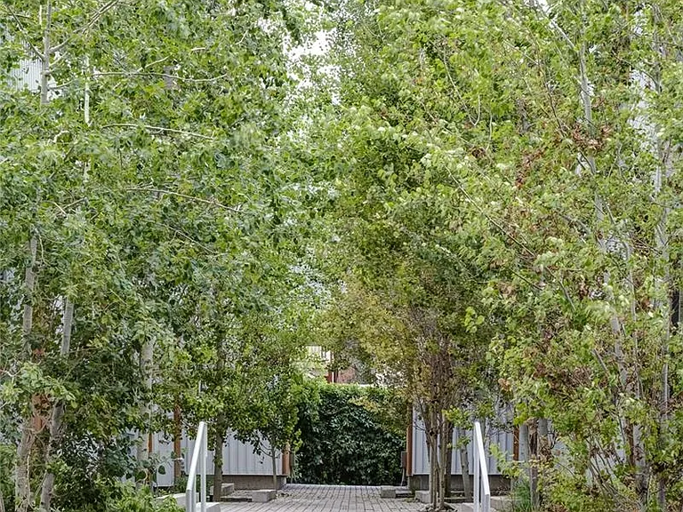 Aspens and Courtyard View