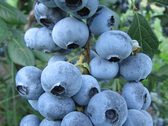 Large, tastey Blueberries