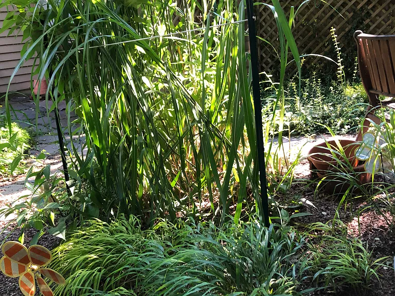 Side Yard / Garden