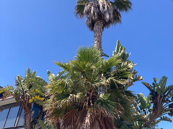 Our palm trees