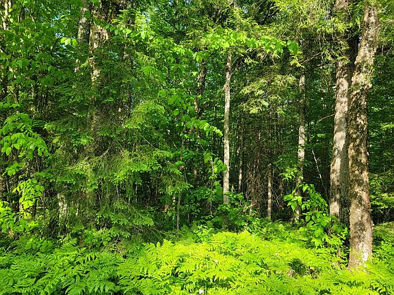 2nd image of Doland Rd #40ACRES