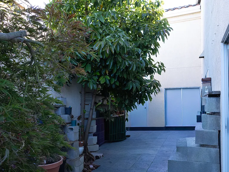Side Yard, with two fruiting Avocado trees