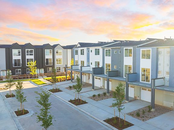 Lupine Longmont