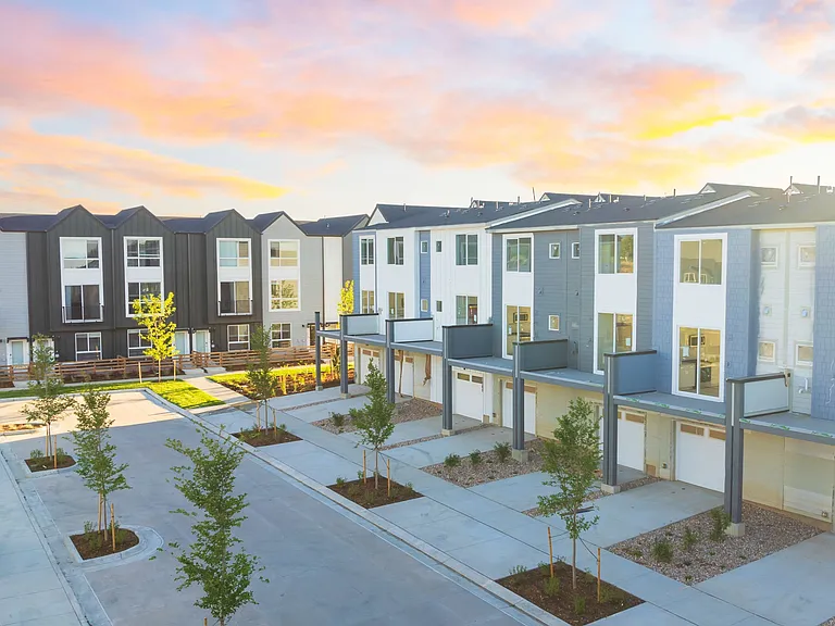 Lupine Longmont